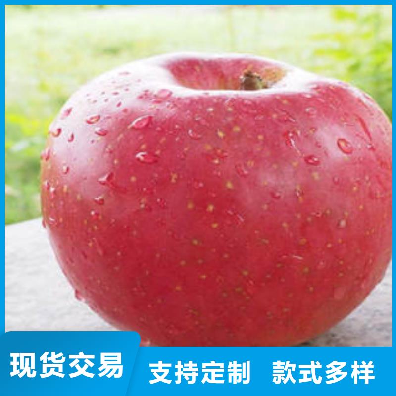 红富士苹果苹果种植基地诚信厂家