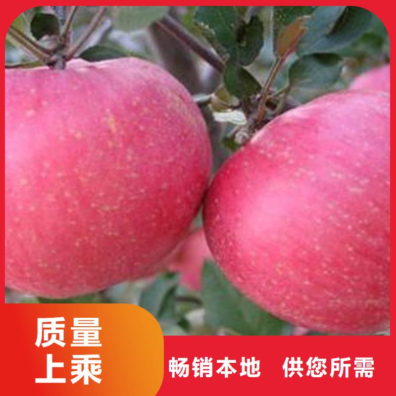 红富士苹果_苹果源头工厂量大优惠