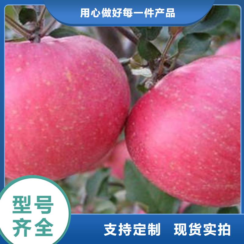 红富士苹果苹果种植基地实力大厂家