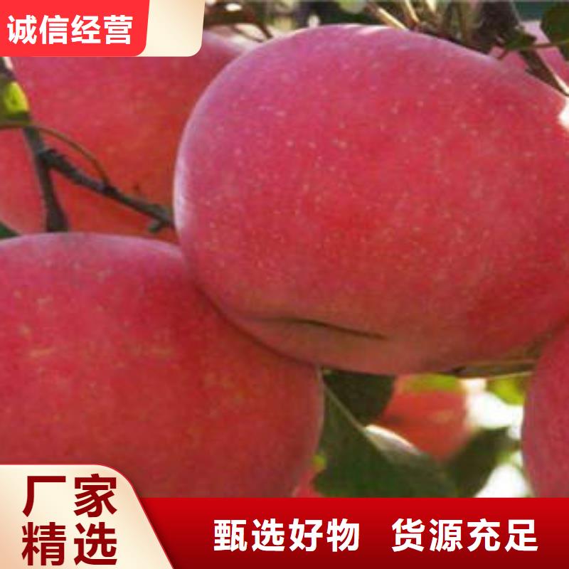 红富士苹果嘎啦苹果出货及时