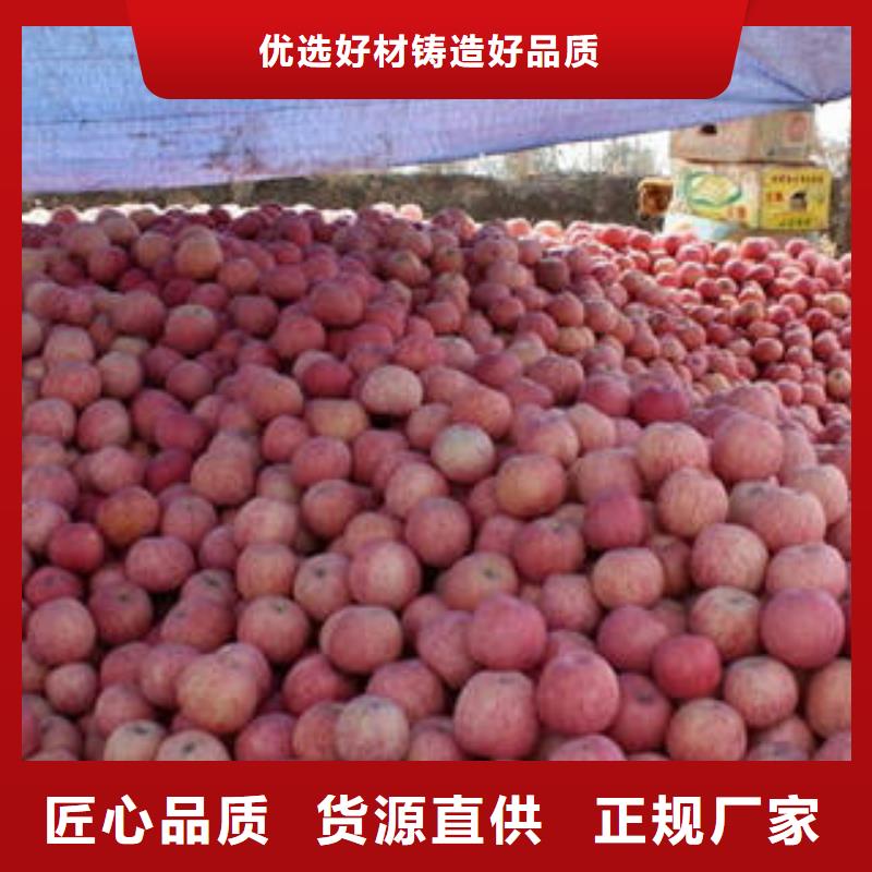 红富士苹果苹果种植基地根据要求定制