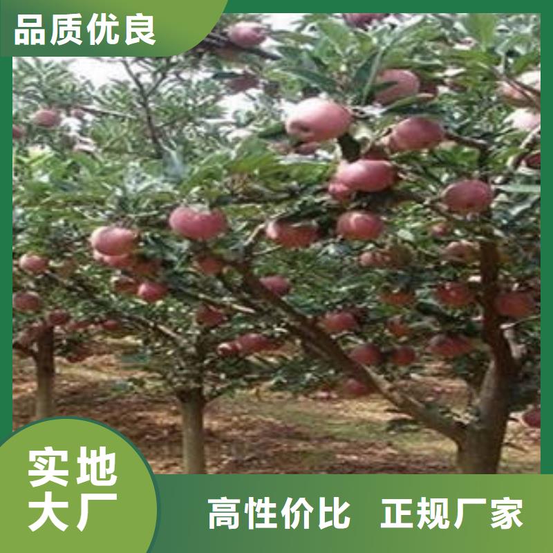 红富士苹果量少也做