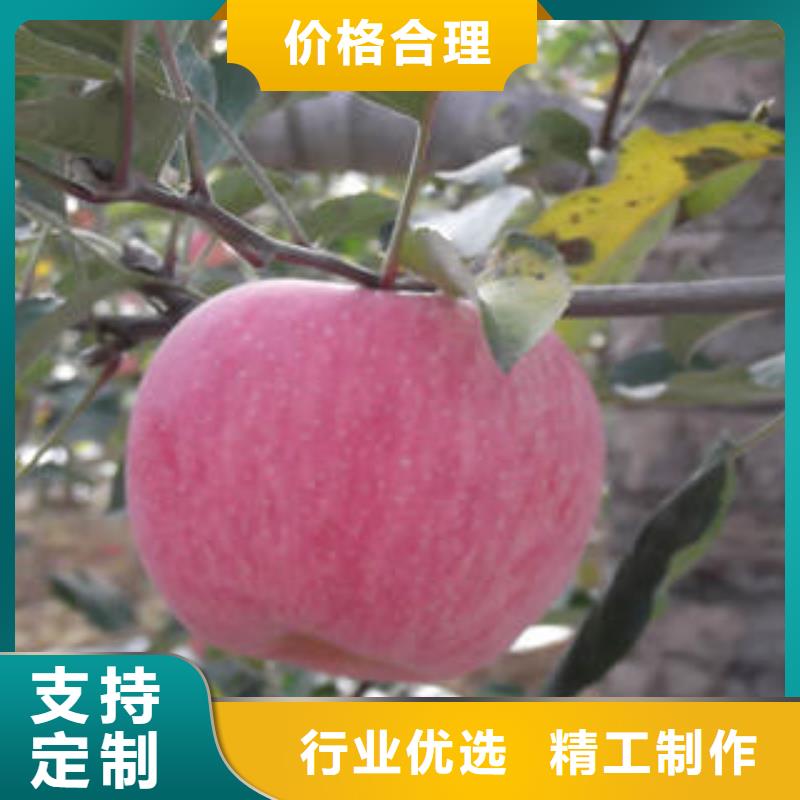 红富士苹果苹果种植基地根据要求定制