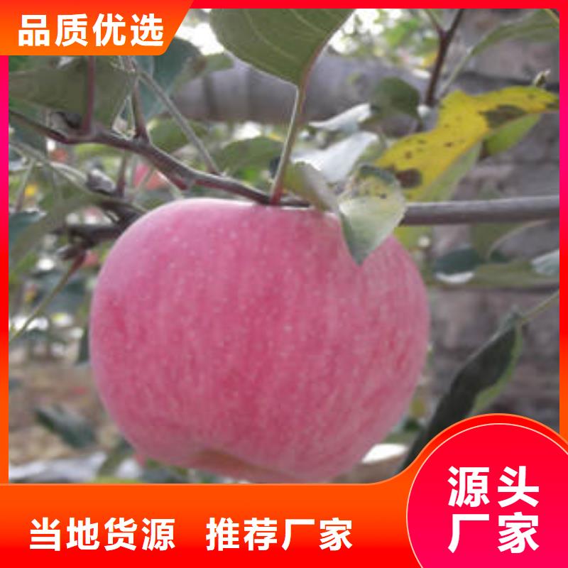 红富士苹果红富士苹果批发产品细节参数