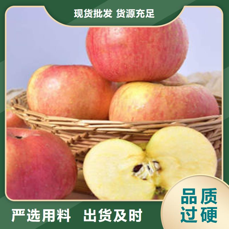 红富士苹果苹果种植基地丰富的行业经验