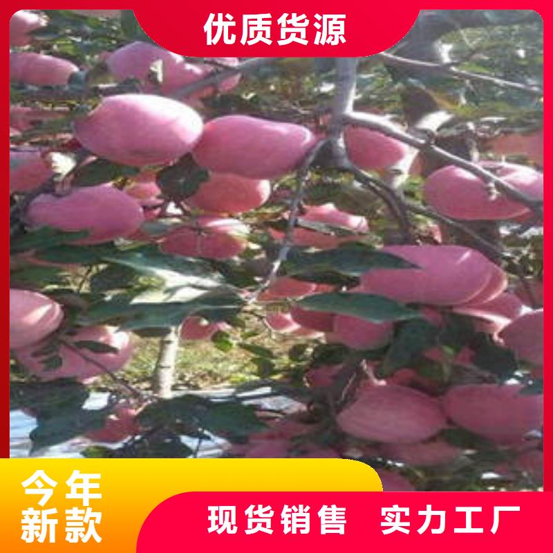 红富士苹果苹果源头工厂