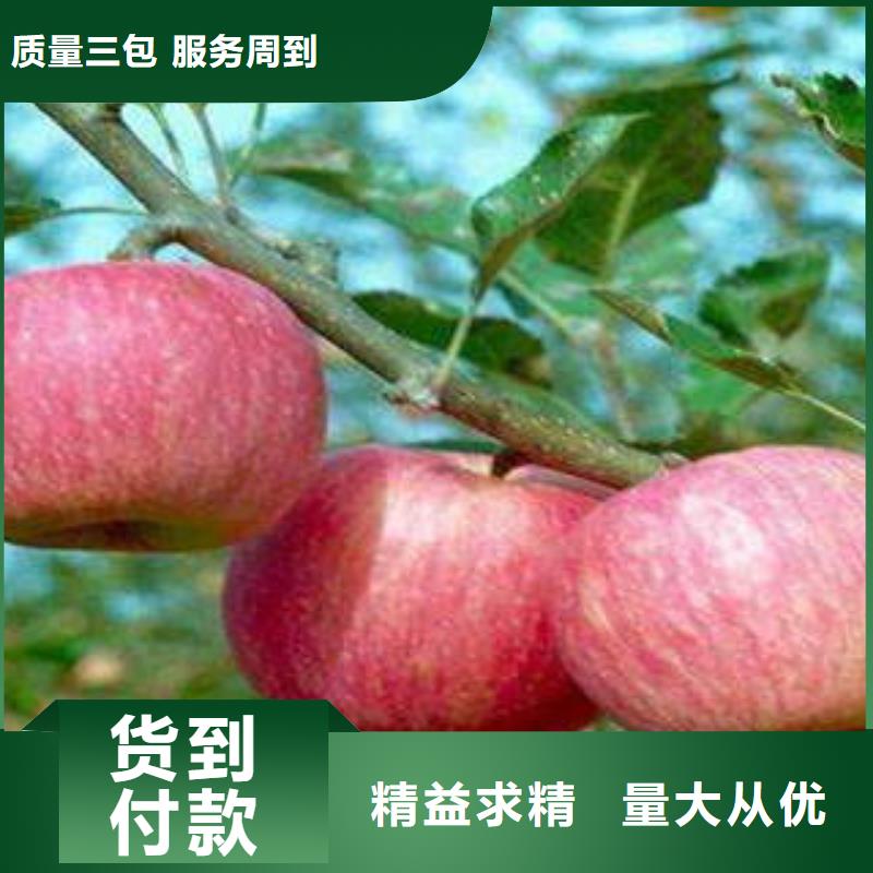 红富士苹果_苹果源头工厂量大优惠