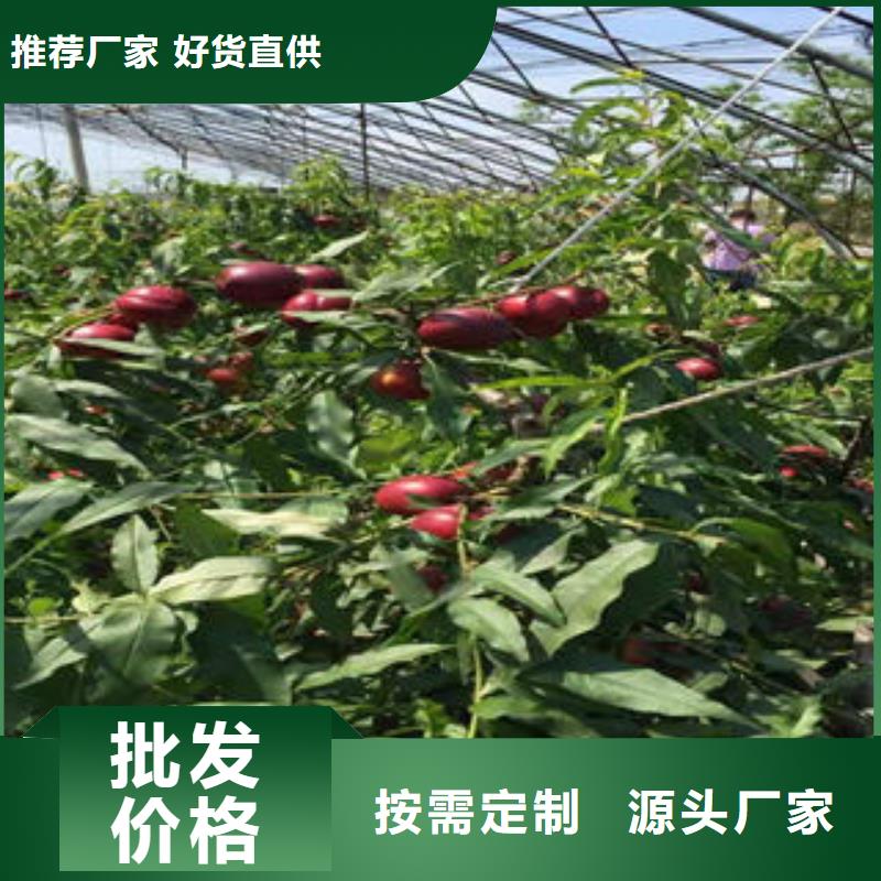 桃树苗山楂苗一致好评产品