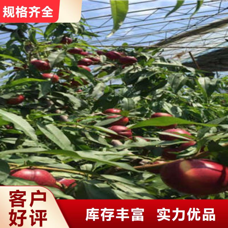 桃树苗好品质经得住考验