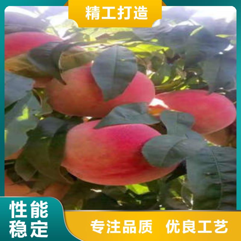桃树苗李子苗多种规格可选