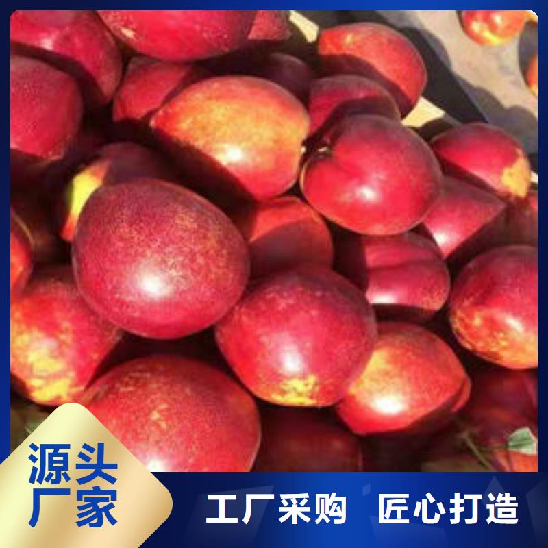 桃树苗【板栗苗】一个起售