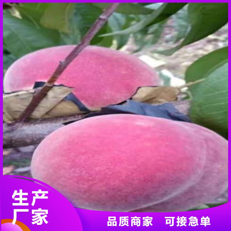 桃树苗【板栗苗】一个起售