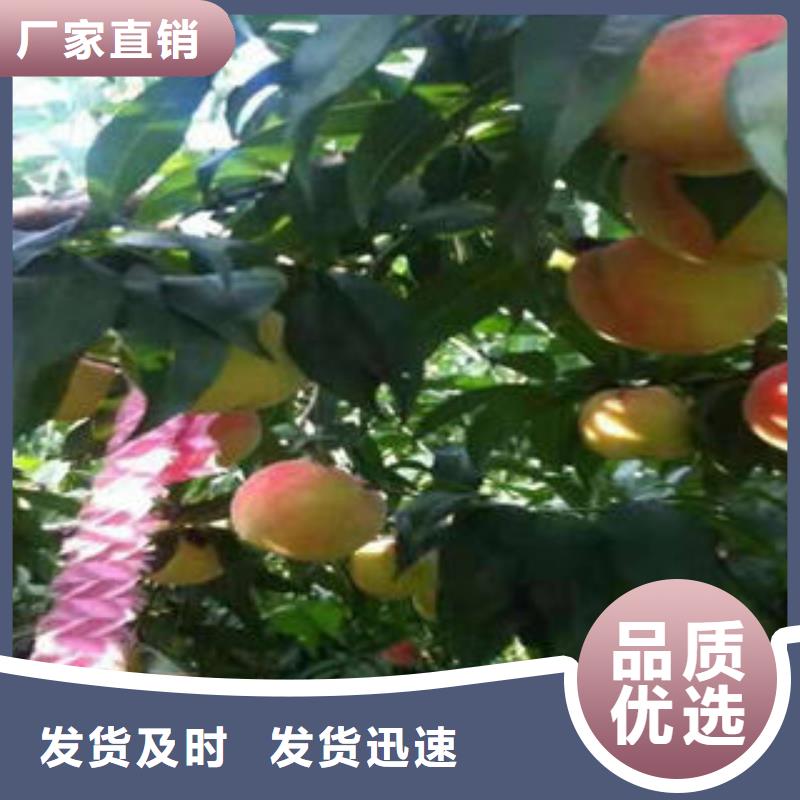 桃树苗,梨树苗用心制造