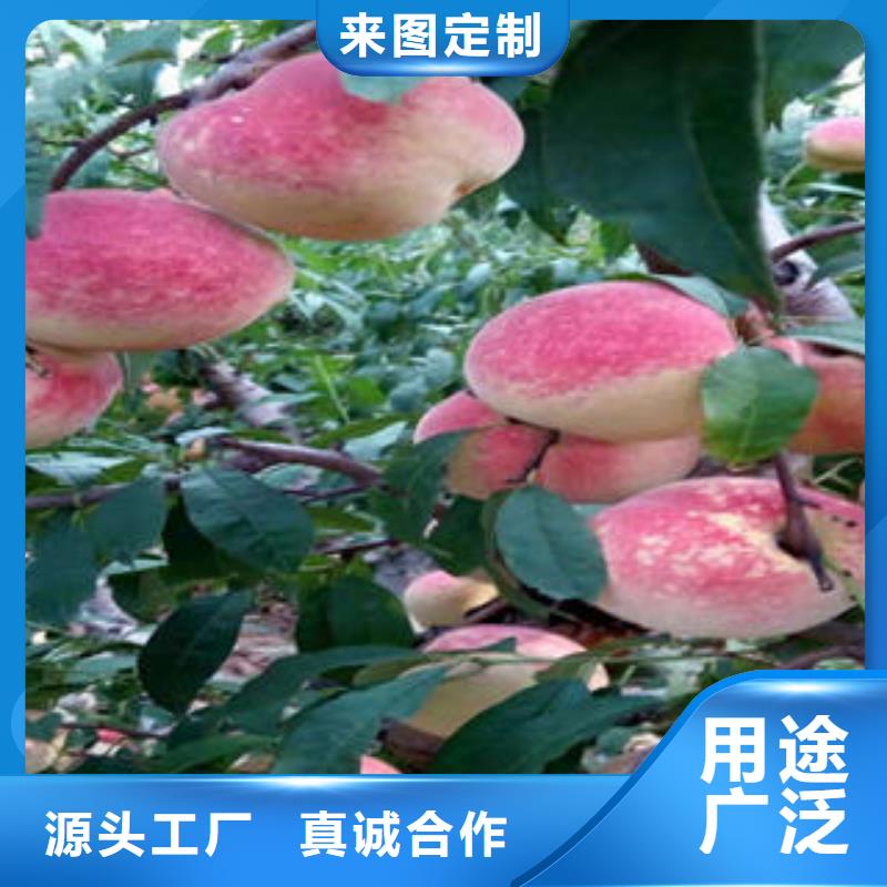 桃树苗山楂苗货源报价