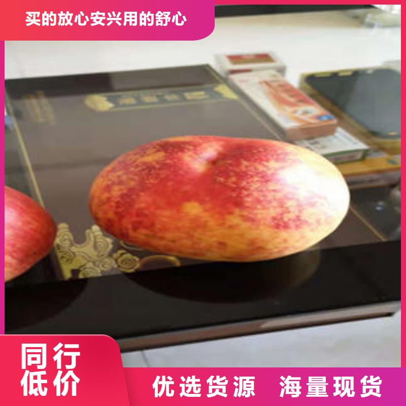 桃树苗李子苗多种规格可选