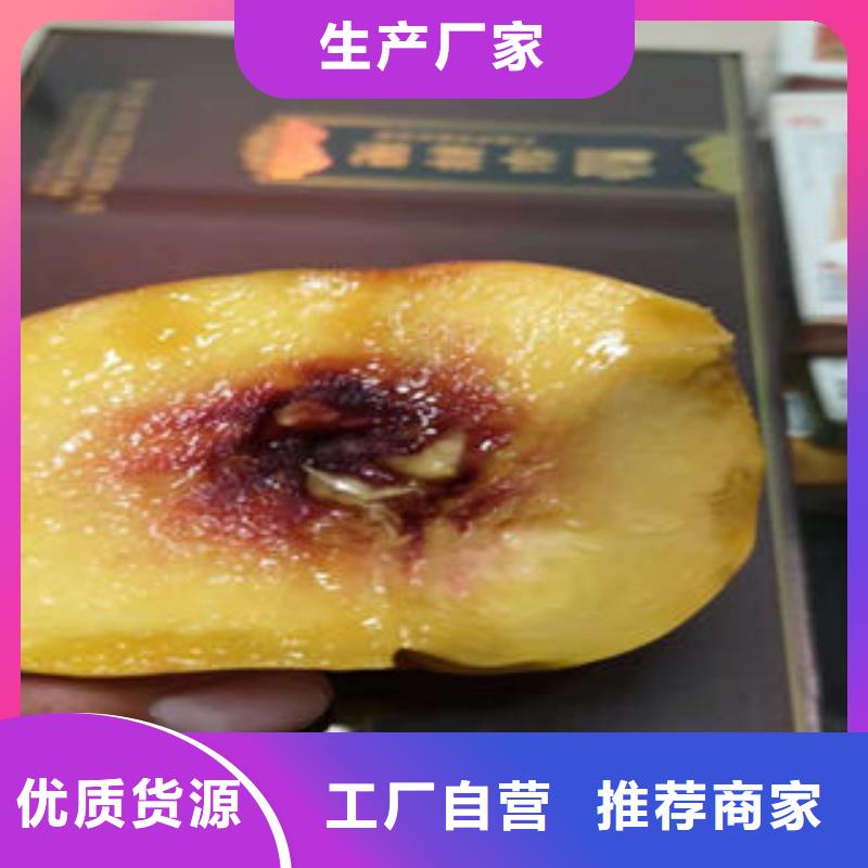 桃树苗李子苗多种规格可选