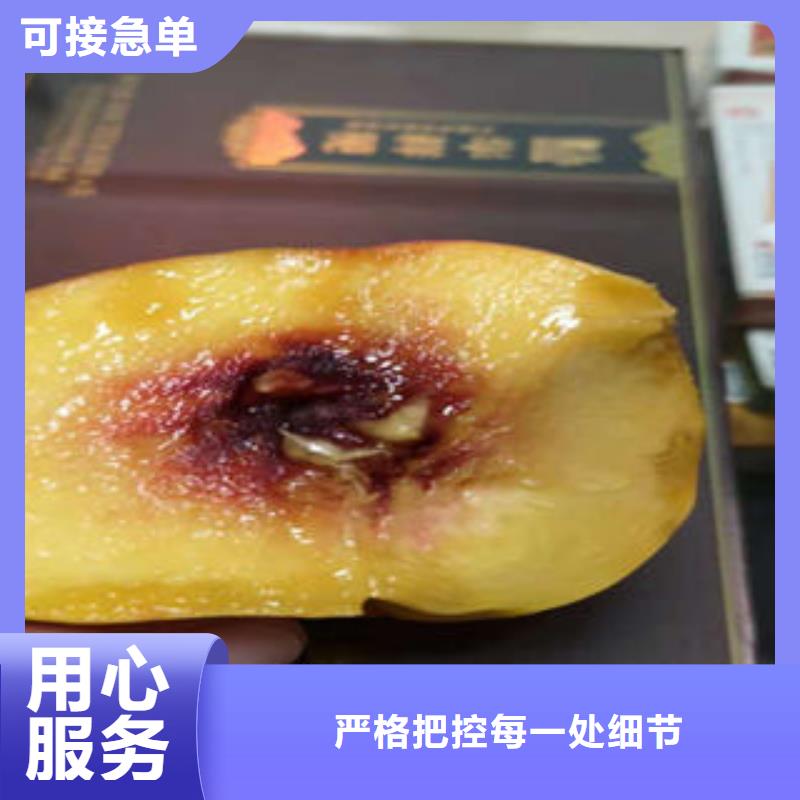 桃树苗山楂苗货源报价