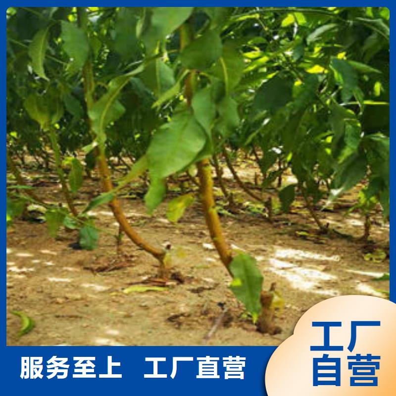 桃树苗山楂苗货源报价
