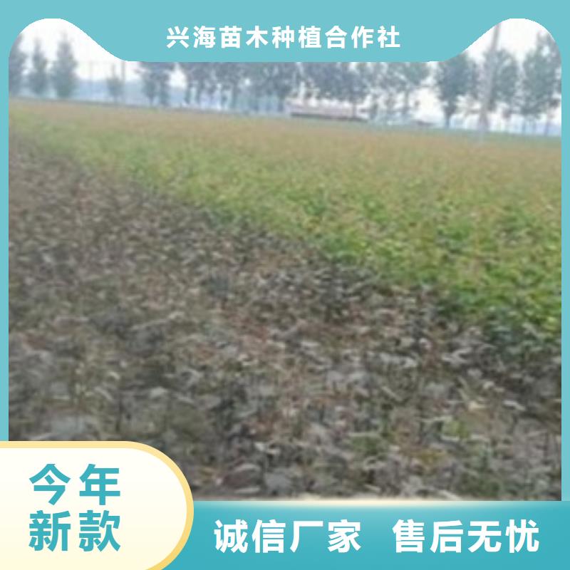 梨树苗支持货到付清