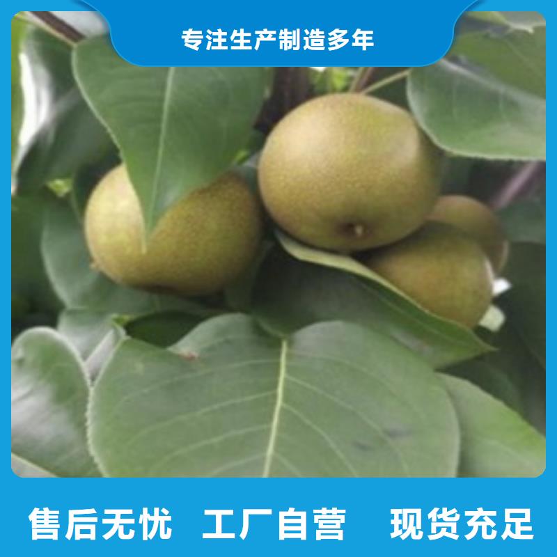 梨树苗苹果苗打造行业品质