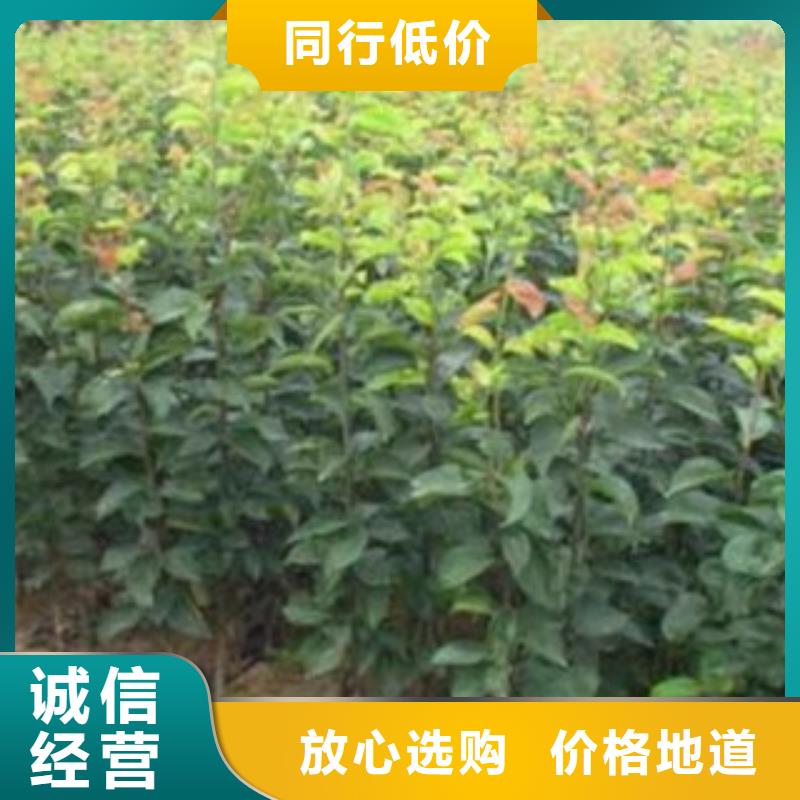 梨树苗苹果苗打造行业品质