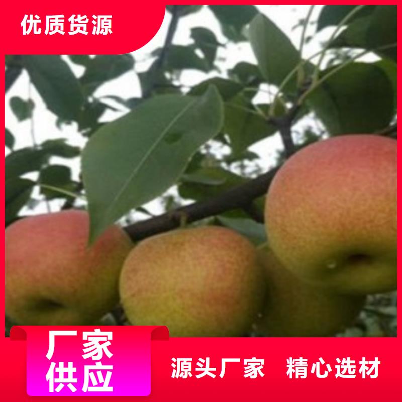 梨树苗核桃苗多种规格可选