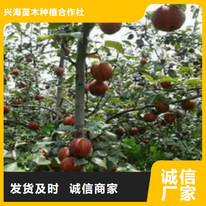 梨树苗葡萄苗好品质用的放心