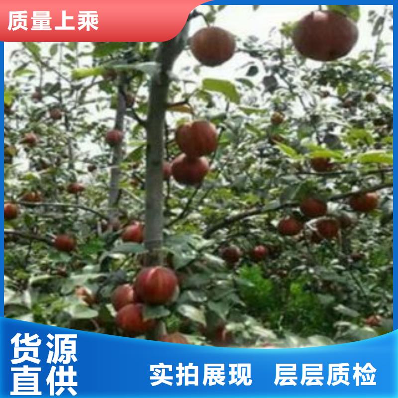 梨树苗板栗苗厂家批发价