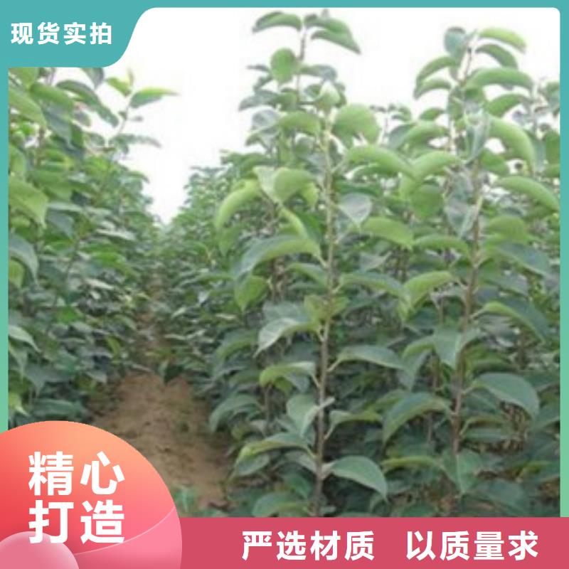 梨树苗葡萄苗好品质用的放心