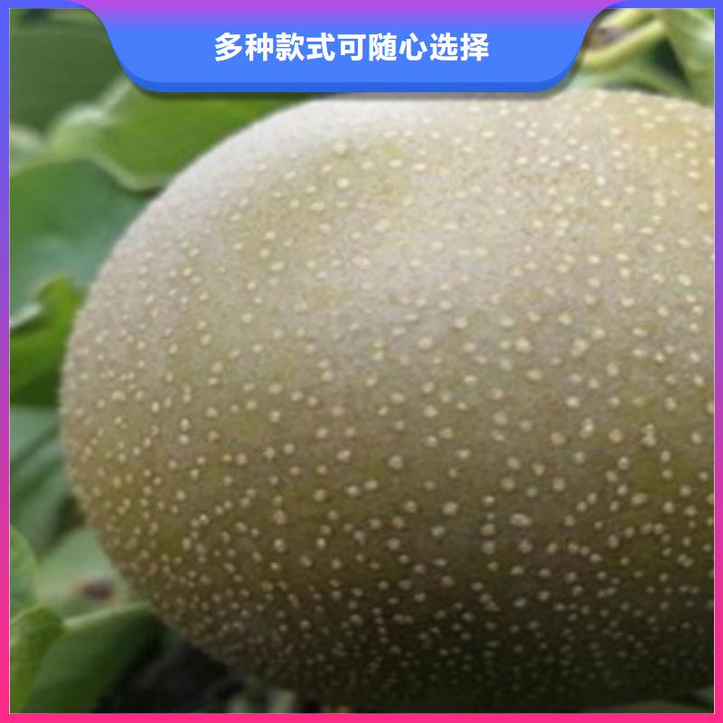梨树苗葡萄苗好品质用的放心