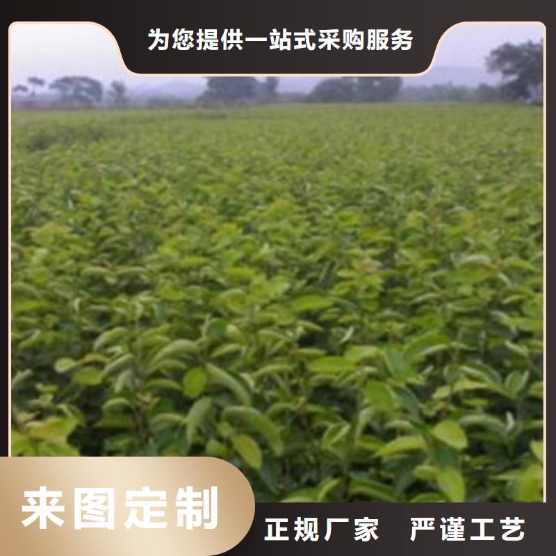 梨树苗苹果苗打造行业品质
