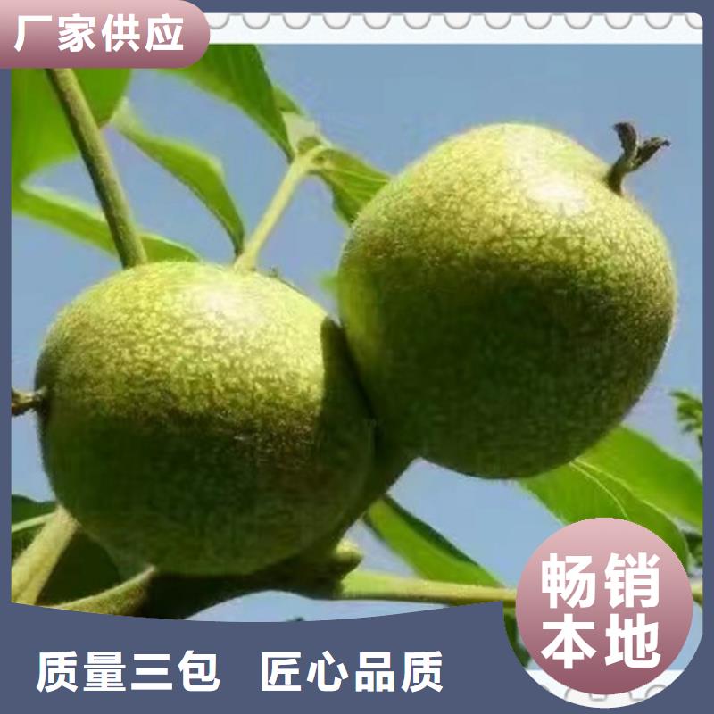 核桃苗桃树苗超产品在细节