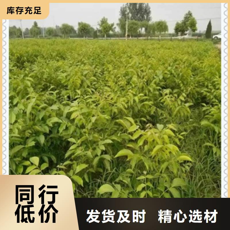 核桃苗梨树苗优选货源