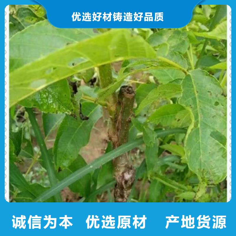 核桃苗梨树苗优选货源