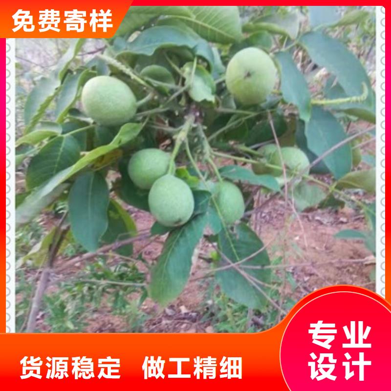 核桃苗真诚合作