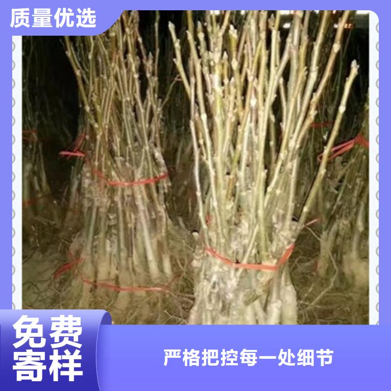 核桃苗板栗苗0中间商差价