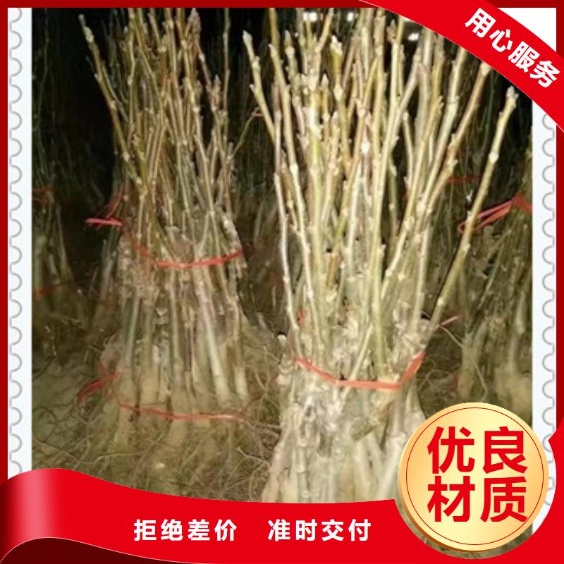 核桃苗梨树苗好品质用的放心