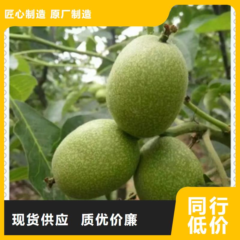 核桃苗桃树苗超产品在细节