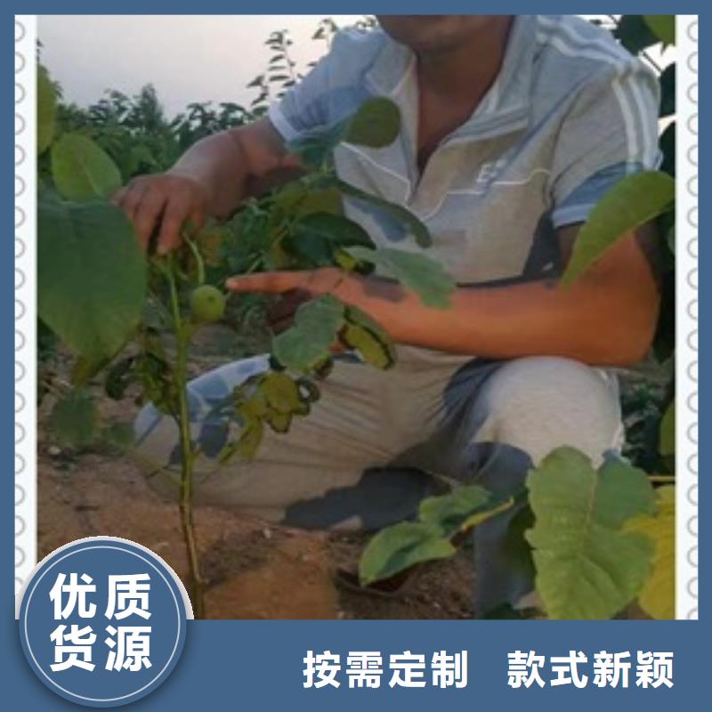 核桃苗_苹果苗按需定制