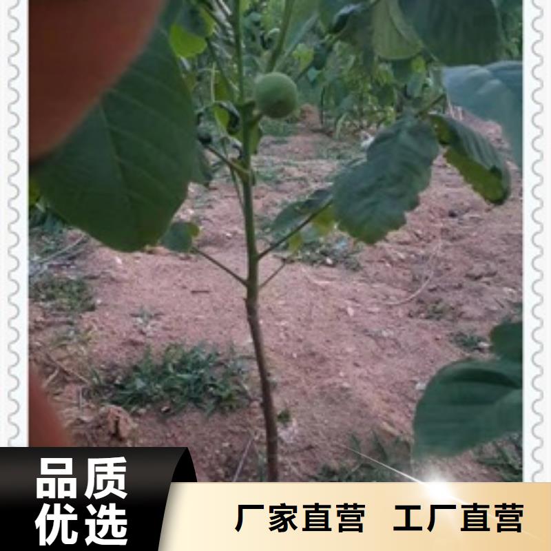 核桃苗板栗苗设备齐全支持定制