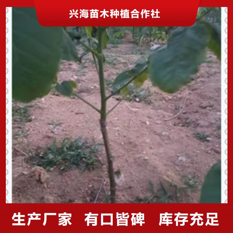 核桃苗桃树苗超产品在细节