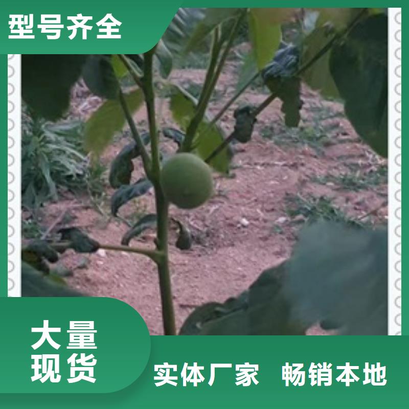 核桃苗梨树苗优选货源