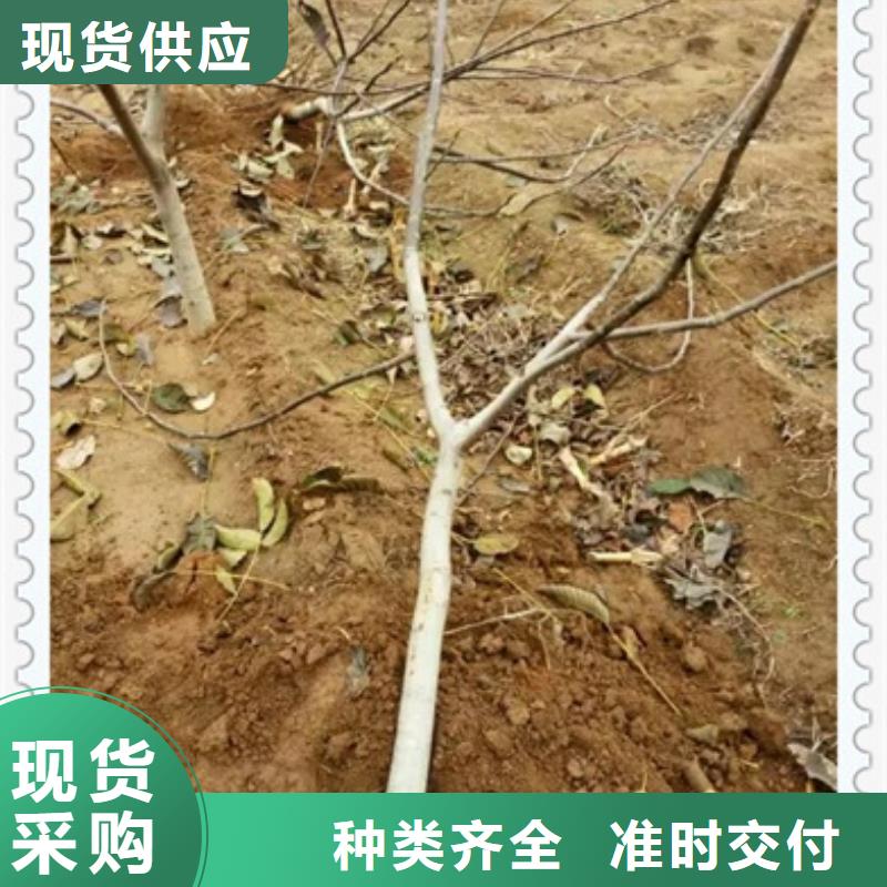 核桃苗梨树苗优选货源