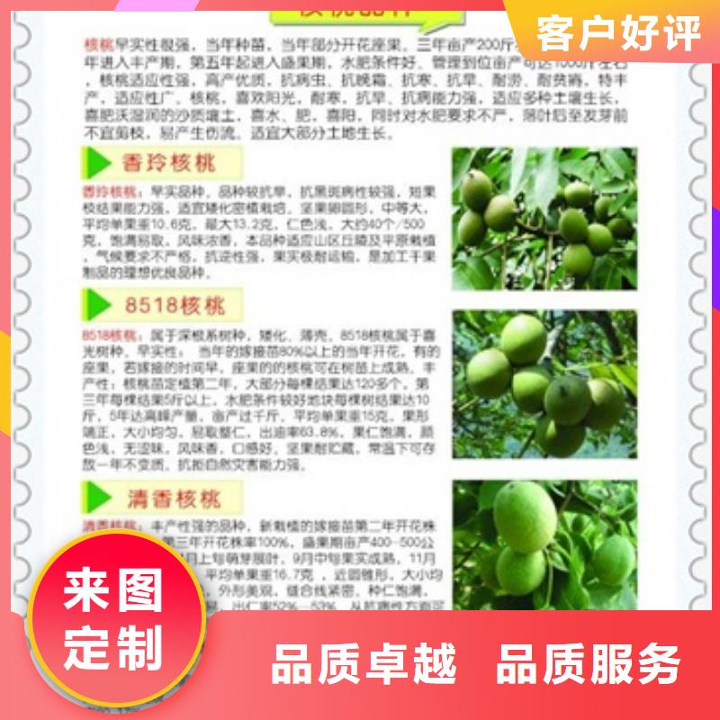 核桃苗板栗苗设备齐全支持定制