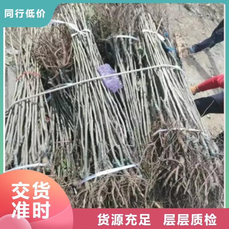 板栗苗山楂苗质量无忧