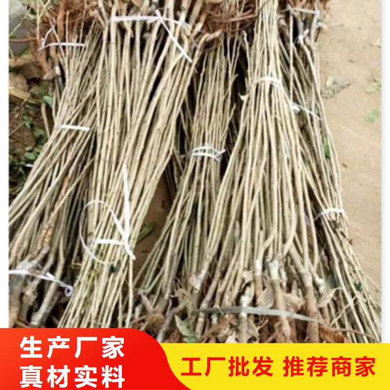 板栗苗的简单介绍