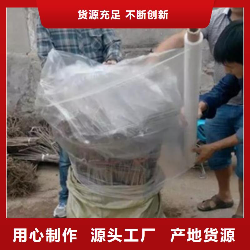 板栗苗实体诚信厂家