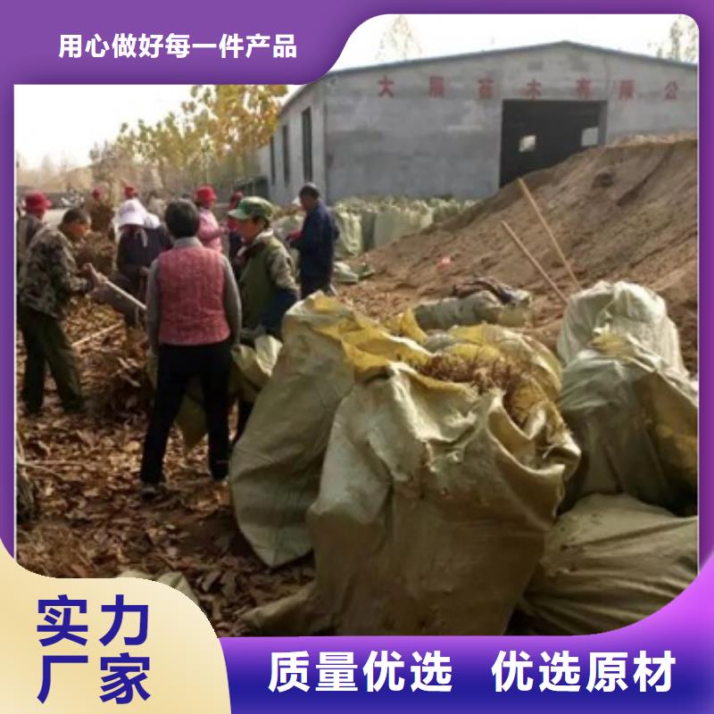 板栗苗梨树苗买的放心安兴用的舒心