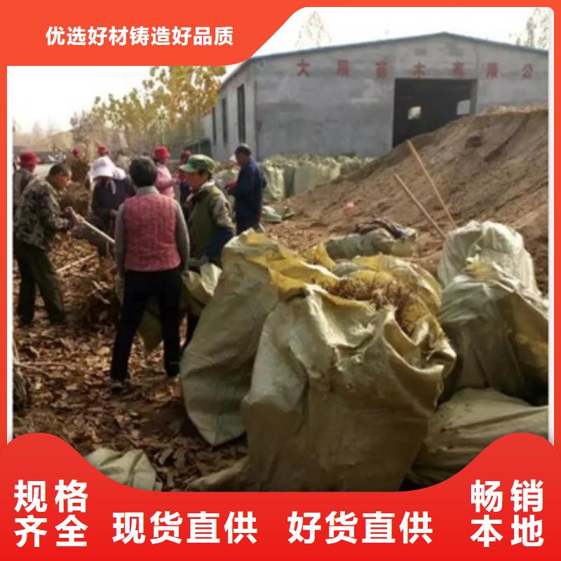 板栗苗【梨树苗】技术先进