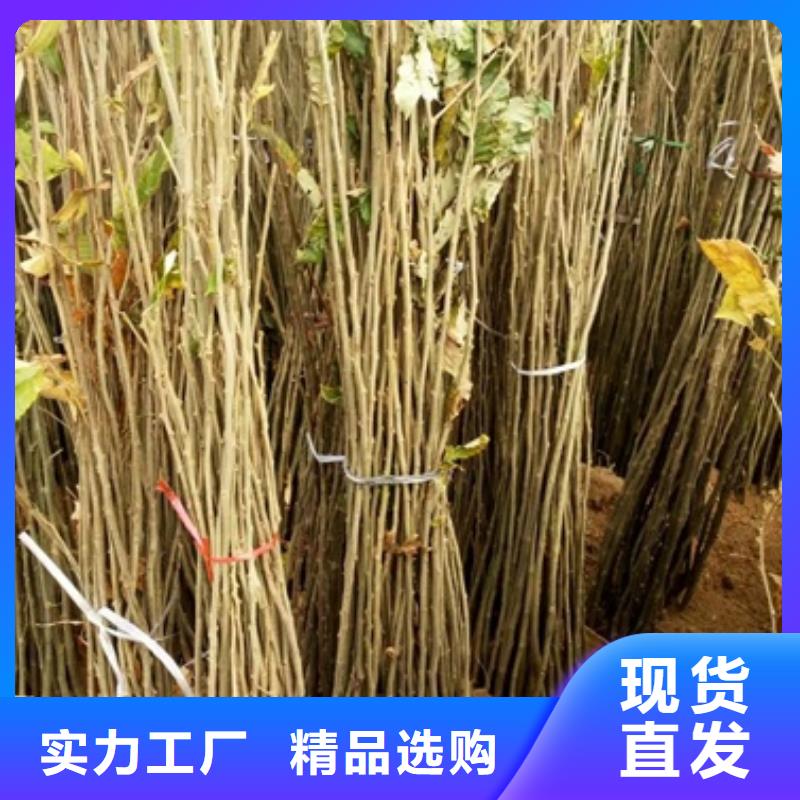 板栗苗梨树苗买的放心安兴用的舒心